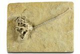 Fossil Crinoid (Barycrinus) - Crawfordsville, Indiana #344775-1